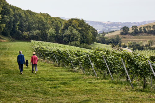 Winter in the Vineyard: Pruning, Craftsmanship & the Season Ahead