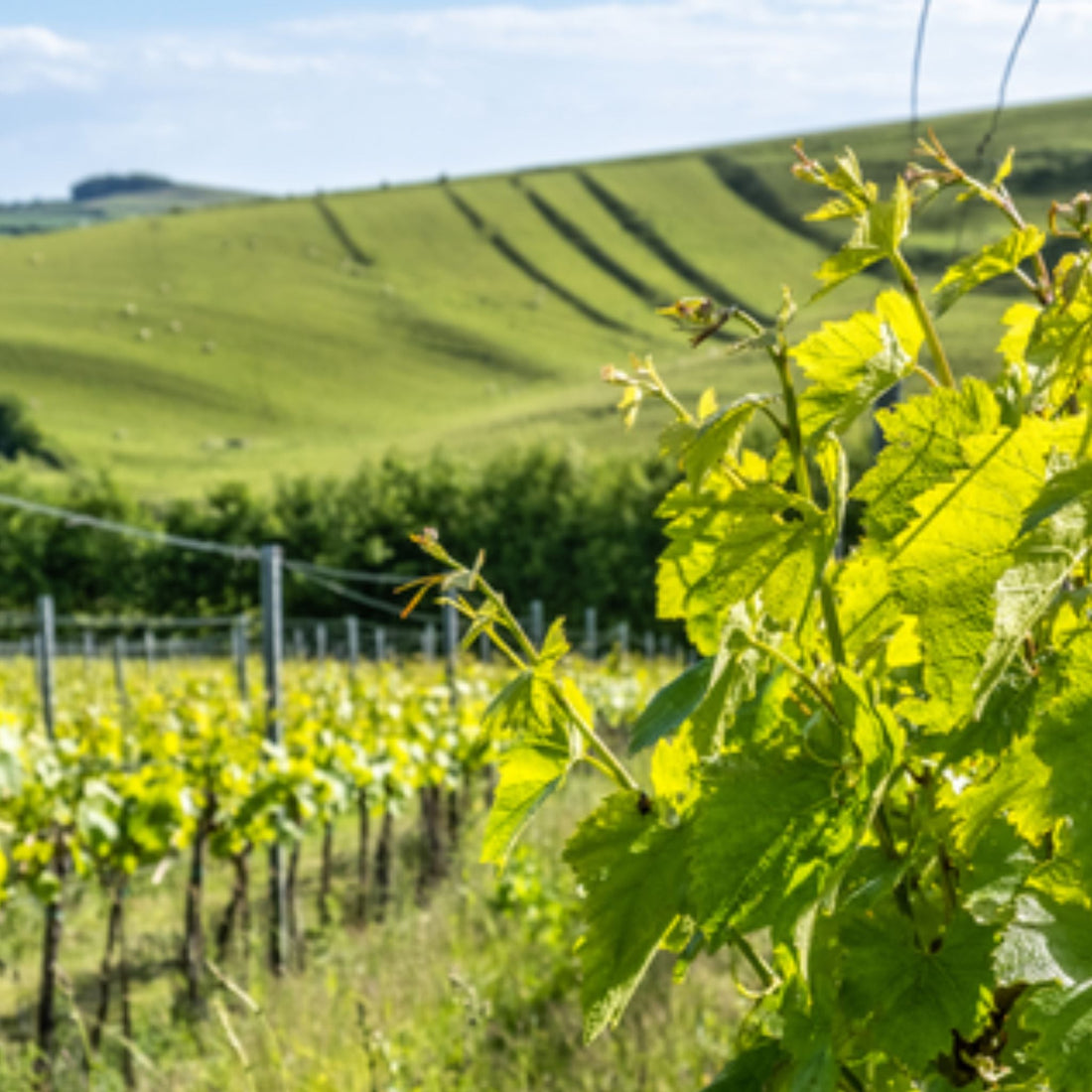 Our Terroir