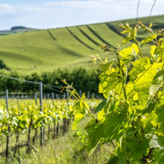 Our Terroir
