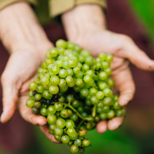 Why English Terroir Matters: From Chalk Soils to Coastal Breezes