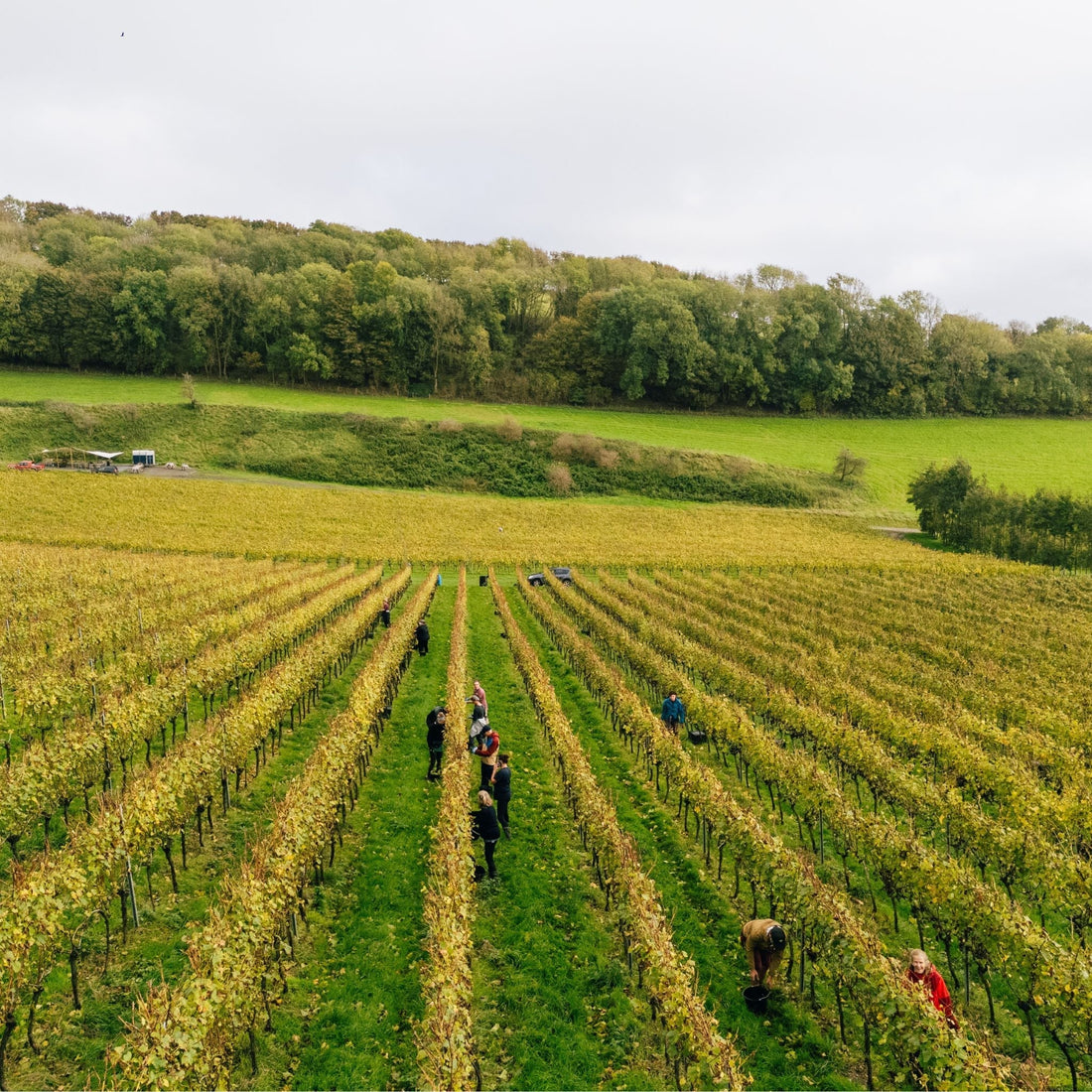 Winter in the Vineyard: Tying Down the Vines