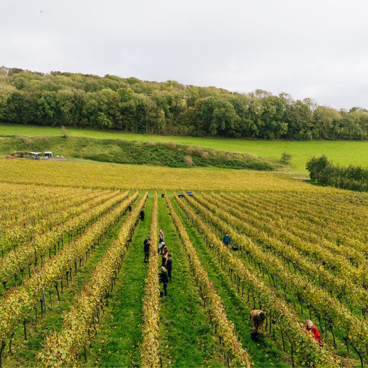 Winter in the Vineyard: Tying Down the Vines
