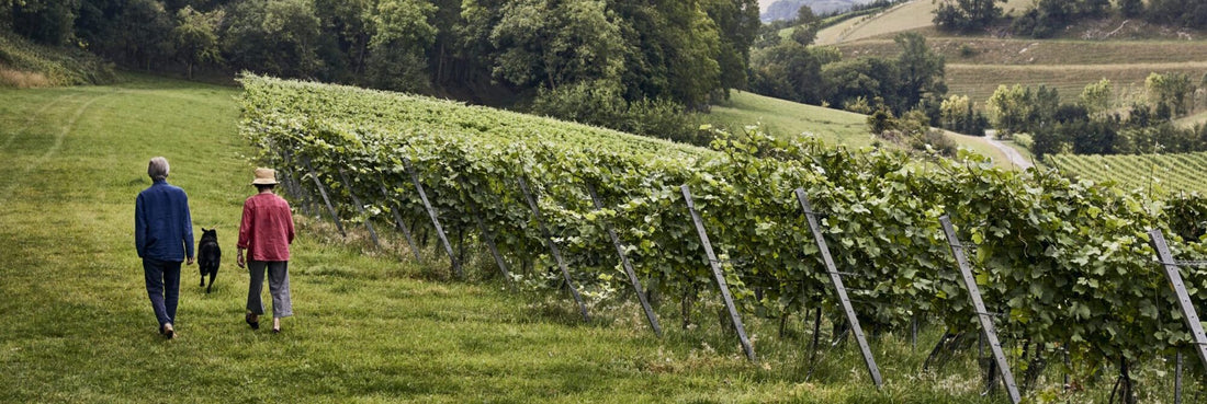 A trip to Bride Valley Vineyards in Early Spring