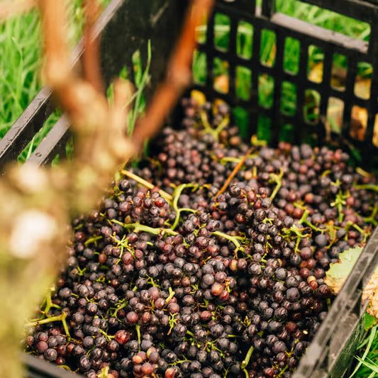 Why English Sparkling Wine Costs What It Does & how our prices stack up againstt your favourites!