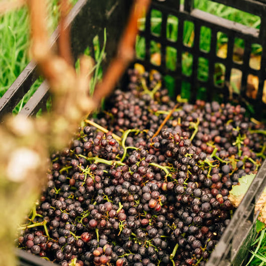 Why English Sparkling Wine Costs What It Does & how our prices stack up against your favourites!