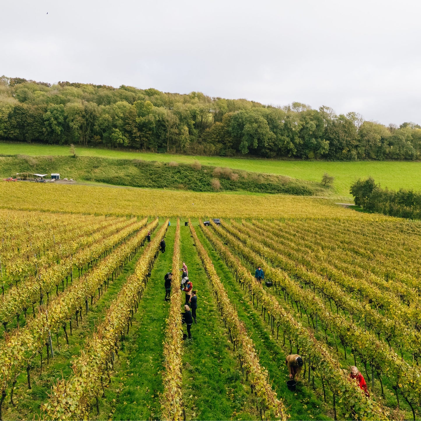 Bride Valley Dorset Pinot Noir 2022 & Wooden Gift Box