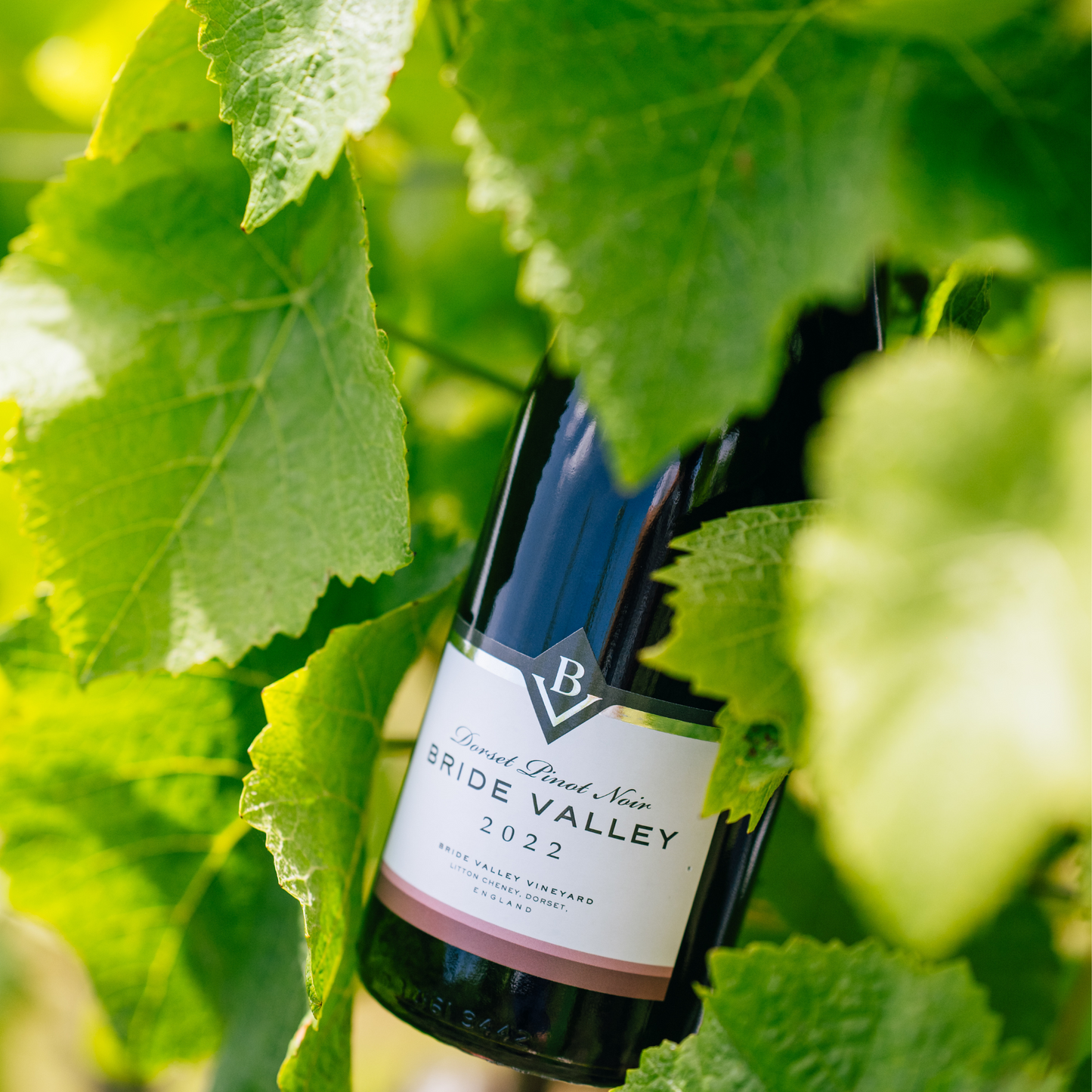 Case of 6 - Pinot Noir 2022, Bride Valley Wines, Dorset, England