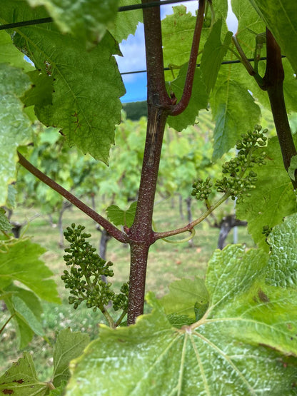 Bride Valley Vineyard Tour & Tasting